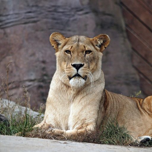 RoseLawMediaAndMore.TV